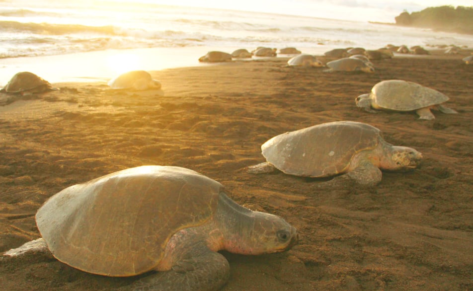 Playa Ostional es considerada el segundo sitio de anidación más importante del mundo para la tortuga lora. Crédito: UCR