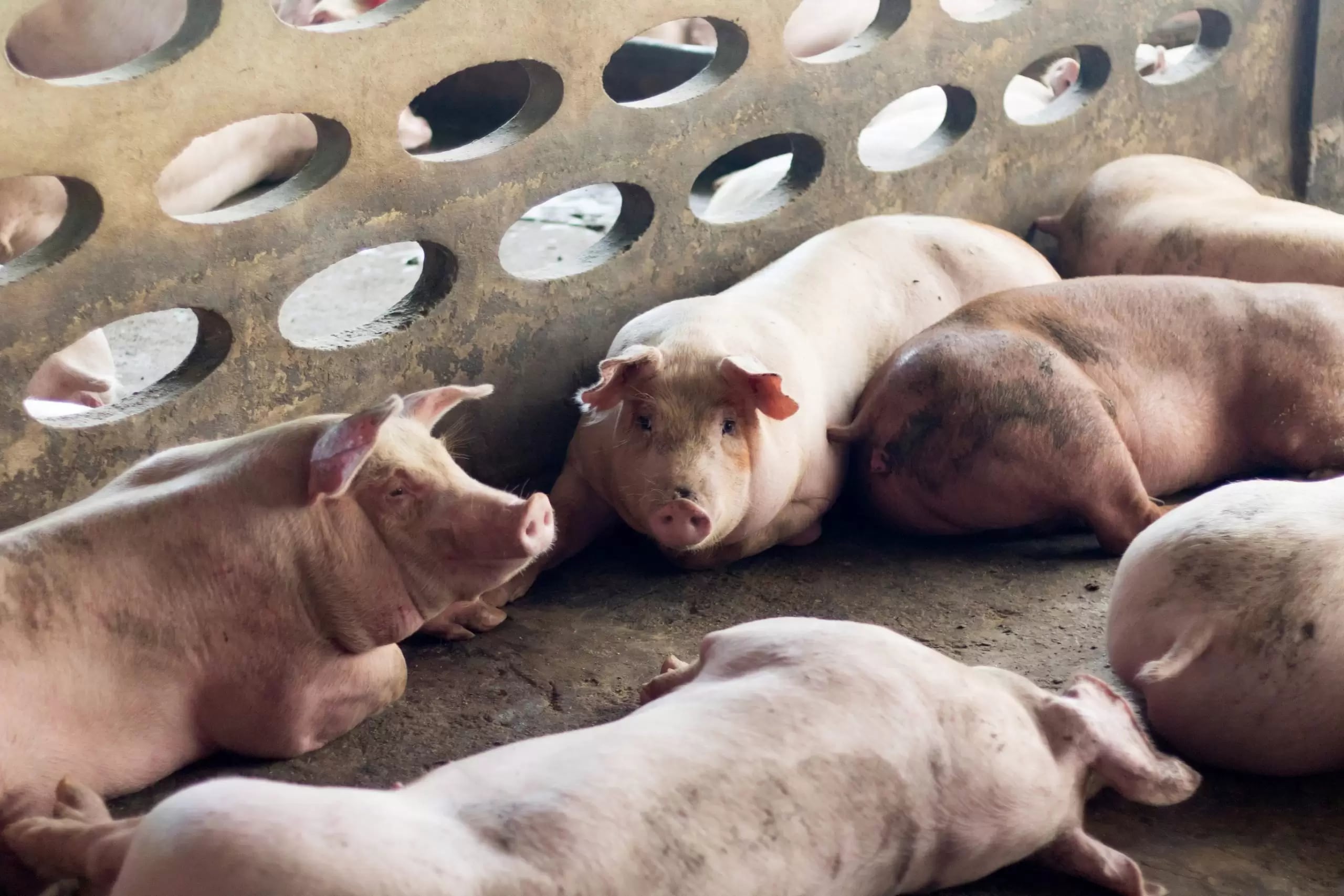 El SENASA declaró a 14 regiones libres de Fiebre Porcina Clásica y el MIDAGRI negocia mercados como China y Singapur para exportar carne de cerdo peruana.