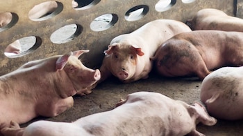 Ecuador: autoridades investigan si bandas criminales usaban cerdos para desaparecer restos humanos