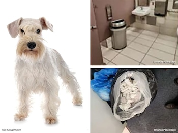 La intervención de IDA incluye una petición popular que exige sanciones ejemplares y restricciones legales para la acusada de crueldad animal (CORTESÍA DEPARTAMENTO DE POLICÍA ORLANDO)