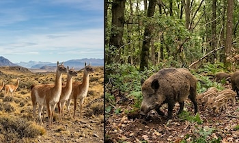 Guanacos en un paisaje montañoso árido y un jabalí adulto con sus crías rayadas en un bosque