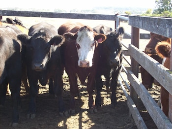 A la ganadería australiana le