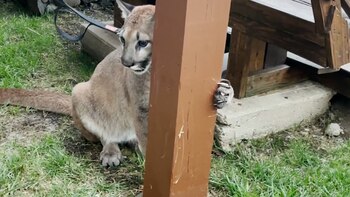 Sasha fue llevada al zoológico