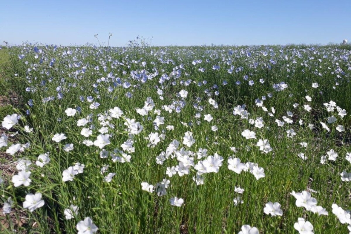 campo