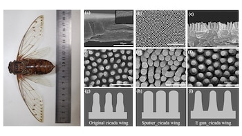 Las nanoestructuras del ala de