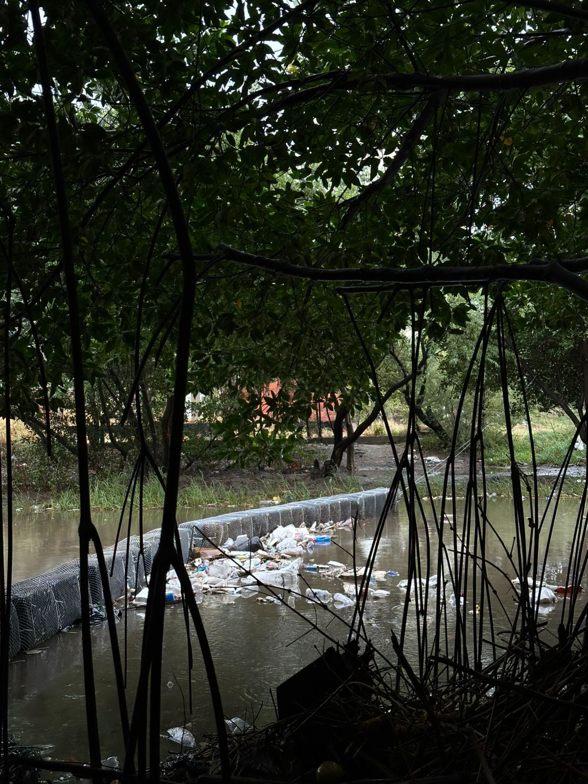 La Fundación Río Gaira ha documentado la persistencia de residuos sólidos flotantes en el cauce, cuya composición incluye plásticos, restos orgánicos, troncos y otros materiales arrastrados río abajo.