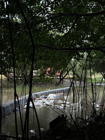 La Fundación Río Gaira ha documentado la persistencia de residuos sólidos flotantes en el cauce, cuya composición incluye plásticos, restos orgánicos, troncos y otros materiales arrastrados río abajo.