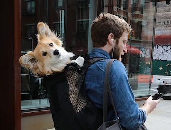 Un hombre con barba y auriculares camina de espaldas llevando una mochila negra con un perro Welsh Corgi que asoma su cabeza y patas delanteras