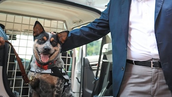El Salvador mantiene el cobro de USD 1,50 por pasajero en su aeropuerto para financiar controles con perros