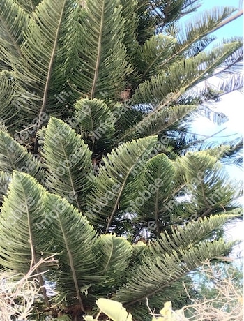 Feche os galhos e folhas de uma árvore verde com o céu azul ao fundo