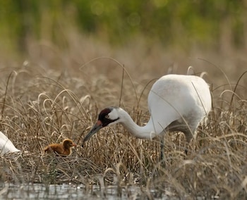 Una grulla trompetera blanca con cabeza rojiza y pico oscuro se inclina sobre su cría marrón-naranja en un nido entre hierbas secas sobre el agua