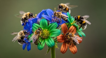 Varias abejas se posan sobre un racimo de flores de colores azul brillante, verde esmeralda y cobre intenso, con un fondo natural verde suavemente desenfocado.