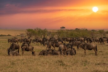 Parque Nacional Serengeti, en Tanzania (ShutterStock España)