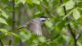 Primer plano de una Curruca Blanco y Negro con plumaje blanco, negro y gris volando con alas extendidas y una oruga verde en su pico entre hojas verdes.