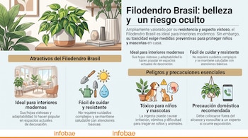 Infografía sobre la planta Filodendro Brasil con dibujos de la planta, un salón, herramientas de jardinería, una mascota y un teléfono.