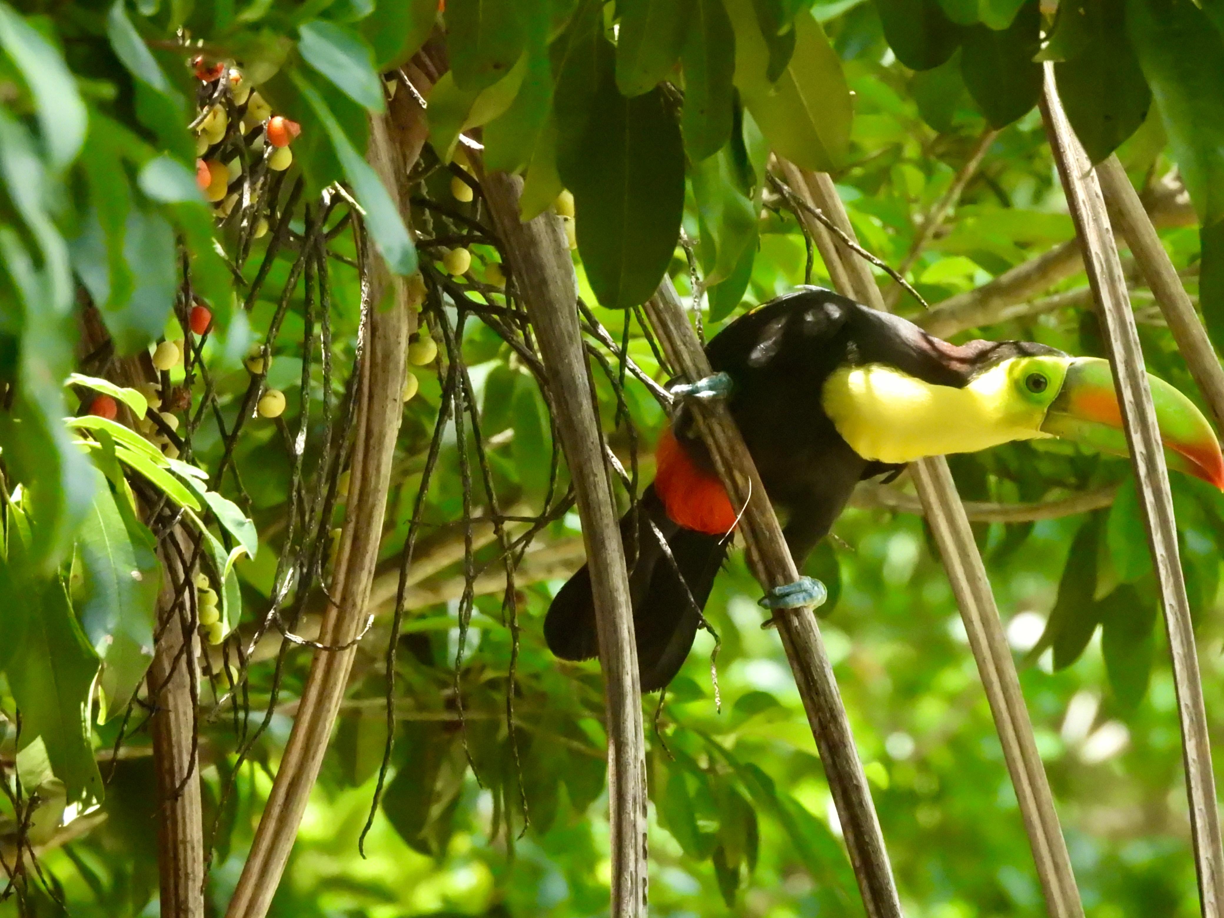 Francisco Asturias documentó en la selva maya encuentros cercanos con jaguares, pumas, aves y jabalís sin registrar episodios de miedo. (Cortesía para Infobae América/Francisco Asturias)