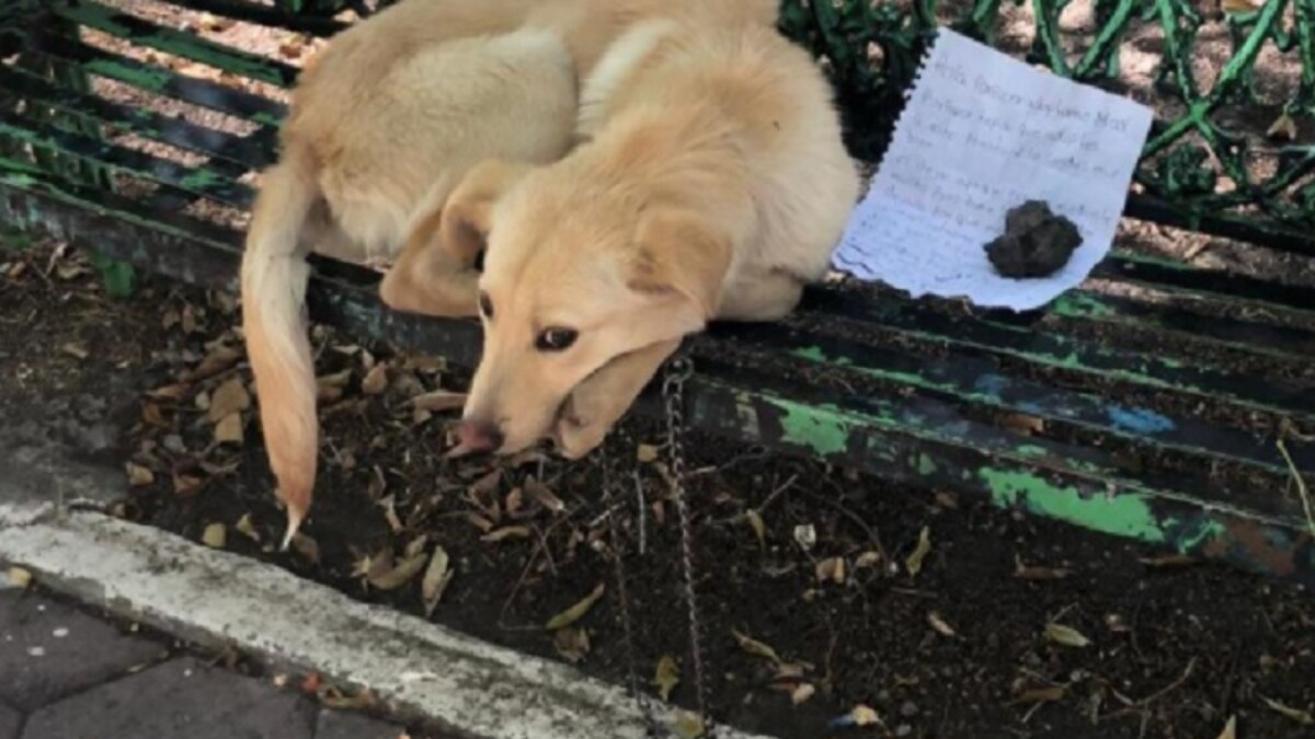 “Mis familiares lo maltrataban y siempre me dolía verlo en esas condiciones”: con una nota, abandonaron a un perro en un parque de la CDMX - Infobae