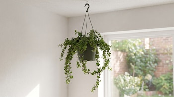 Maceta verde colgante con una planta de tallos largos y hojas pequeñas suspendida del techo blanco junto a una ventana.