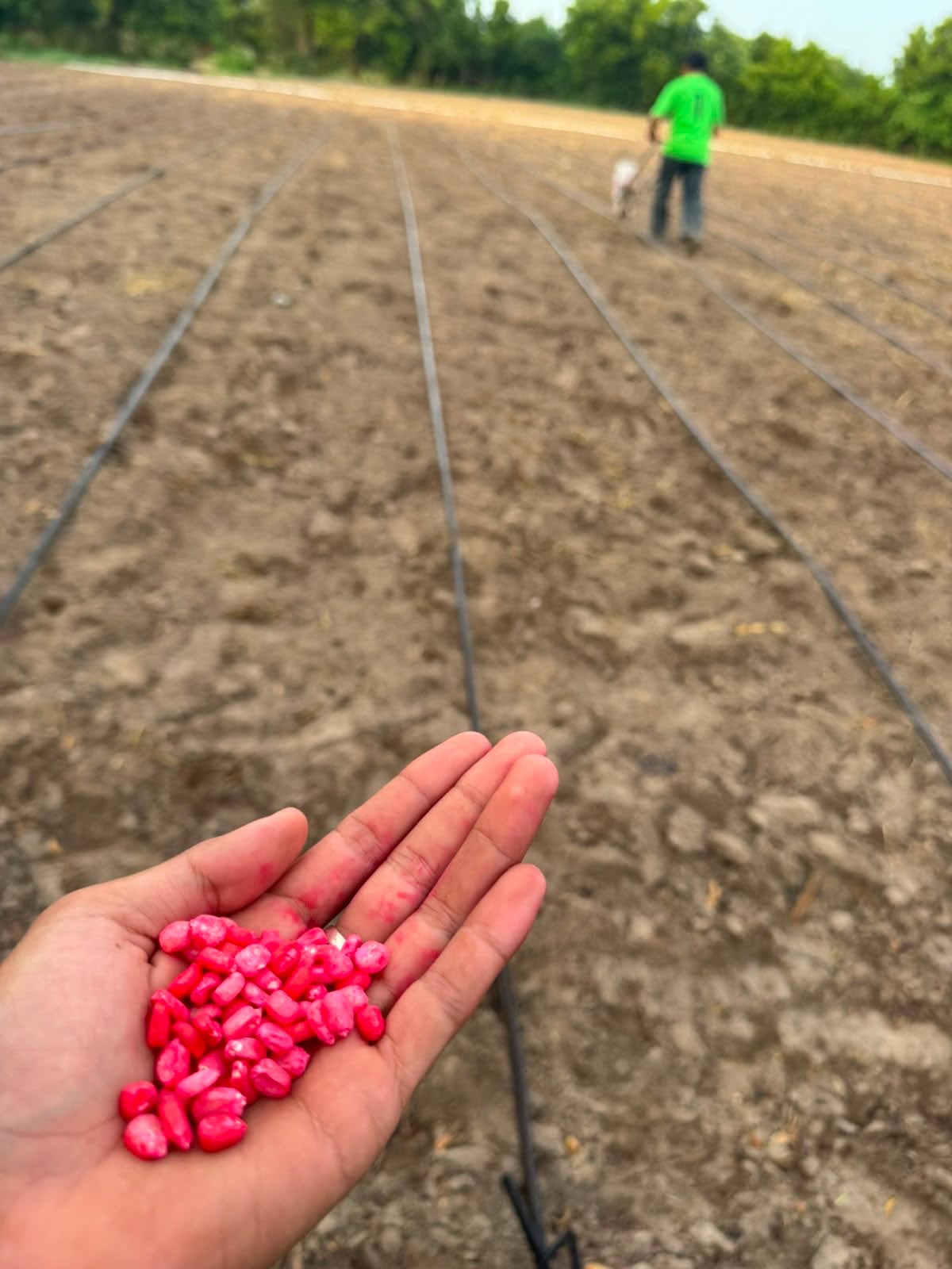 El Viceministro de Agricultura, Óscar Domínguez, informó que se activaron mecanismos de riego aéreo para asegurar las cosechas de maíz y frijol y sostener el abastecimiento interno. (Retomado de: Óscar Domínguez)