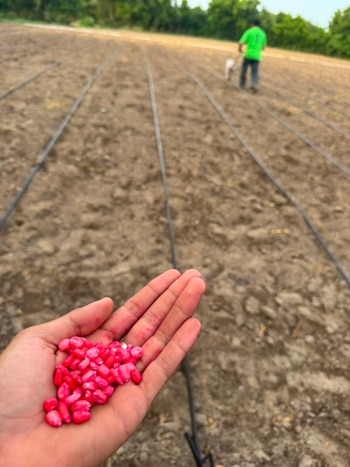 El Viceministro de Agricultura, Óscar Domínguez, informó que se activaron mecanismos de riego aéreo para asegurar las cosechas de maíz y frijol y sostener el abastecimiento interno. (Retomado de: Óscar Domínguez)