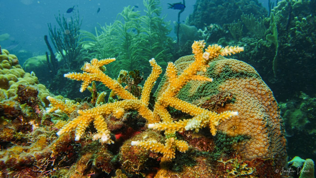República Dominicana anunció su participación en la mayor expedición de investigación de aguas profundas en la Cordillera Submarina Beata. (Foto cortesía Medio Ambiente)