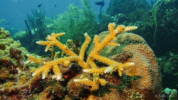 República Dominicana se suma a inédita expedición científica en aguas profundas del Caribe