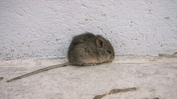 El virus Junín tiene su