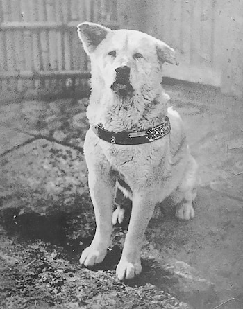 Hachiko, un Akita nacido en
