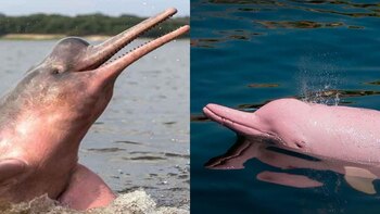 National Geographic: Dolphins from the