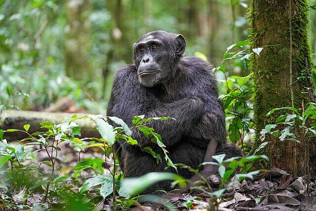 Un chimpancé en el Parque nacional de Kibale (Wikimedia Commons)