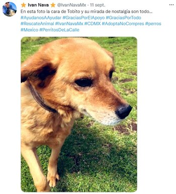 Rescatar perritos maltratados o en