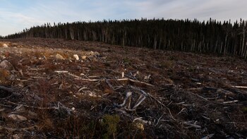 La industria maderera de Canadá