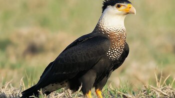 Cómo es el caracara crestado,
