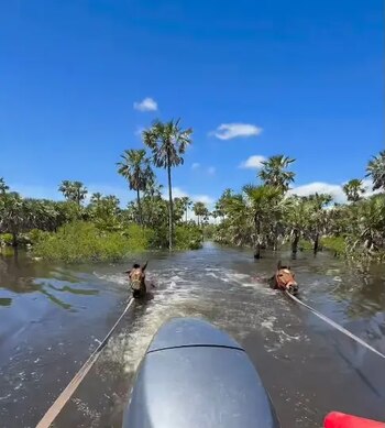 Rescatistas y voluntarios trabajan en Colonia Tacuarí para asistir a los animales atrapados tras las inundaciones que golpearon al Chaco