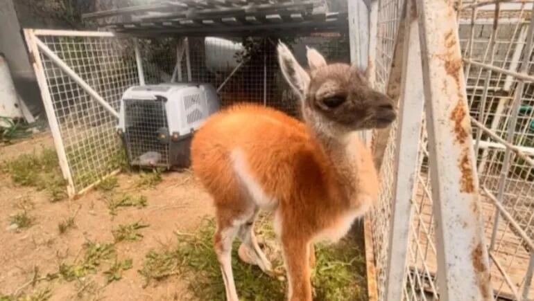 La familia responsable enfrentará sanciones por captura, tenencia y comercialización ilegal de especies autóctonas (LM Neuquén)