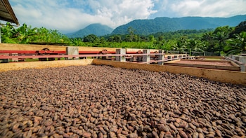 Honduras fortalece su producción de cacao y amplía presencia en mercados internacionales