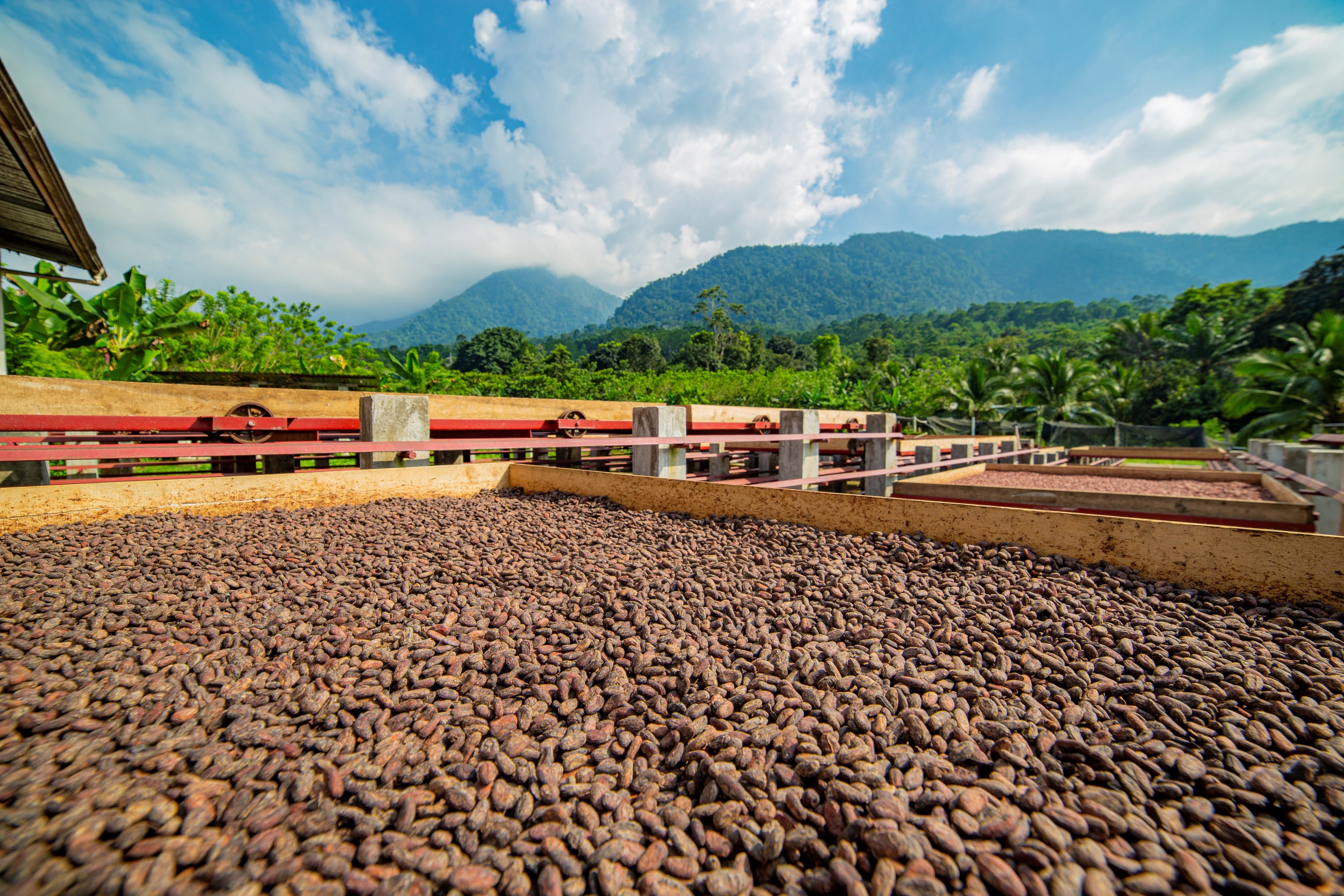 Honduras fortalece su producción de cacao y amplía presencia en mercados internacionales