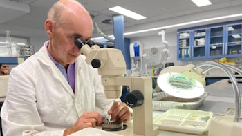 Científico calvo, de mediana edad, con bata blanca y camisa morada, mira a través de un microscopio en un laboratorio. Manipula una muestra pequeña