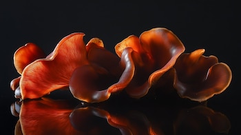 El tlapique de hongos demuestra