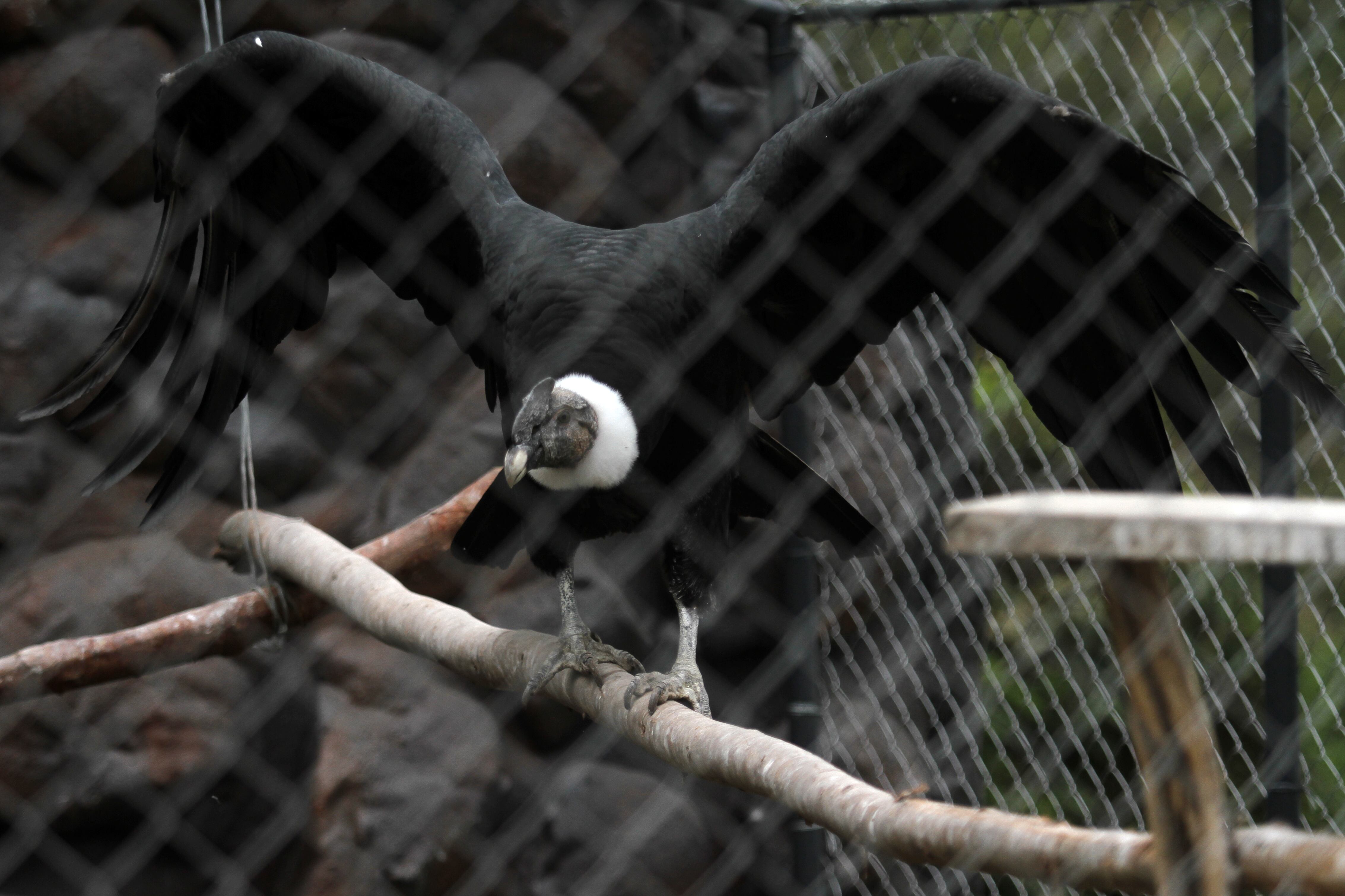El ave es motivo de admiración para turistas y visitantes - crédito Colprensa