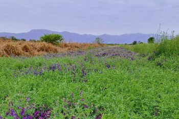 Los sistemas de producción intensivos