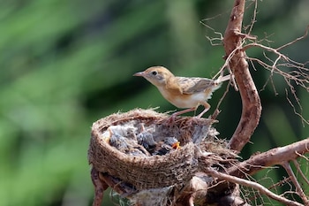 Pájaro adulto marrón claro sobre rama junto a nido con cuatro polluelos de plumaje oscuro y uno con pico abierto. Fondo verde desenfocado