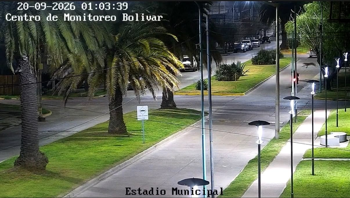 El Municipio de Bolívar pidió no acercarse, no asustar ni intentar capturar al puma y recomendó reportar avistamientos al 101 o al 2314-48-2404.