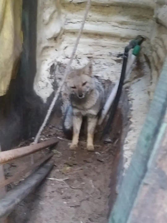 La Fundación Ecológica Pinamar tramitó un permiso ante Fauna de la provincia de Buenos Aires para trasladar al zorro hallado en la vivienda