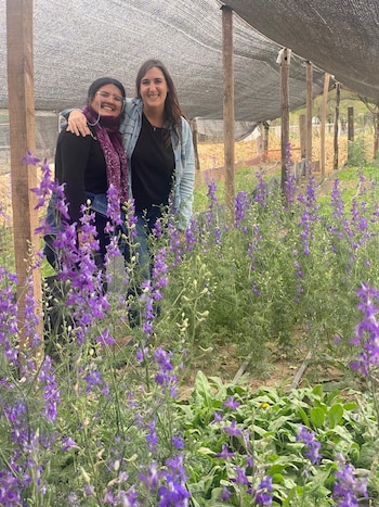 Lisianthus, celosía, aster lavandas, rosas,