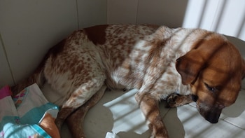 Zafira inició su recuperación tras recibir diagnóstico y tratamiento especializado en la Clínica Veterinaria San Jorge del Ejército Nacional - crédito Ejército Nacional