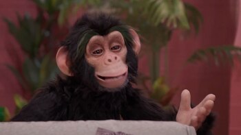 Chueco, el chimpancé, es uno