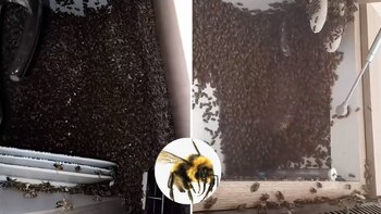 La colmena fue reubicada en