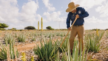 Aruba solo para uso de Inhouse