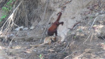 Dos monos sobre una ladera de tierra, uno de pelaje color castaño rojizo y otro de pelaje beige claro